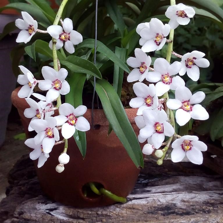 Sarcochilus