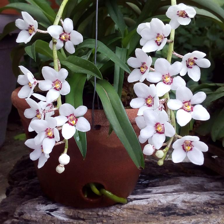 Sarcochilus 