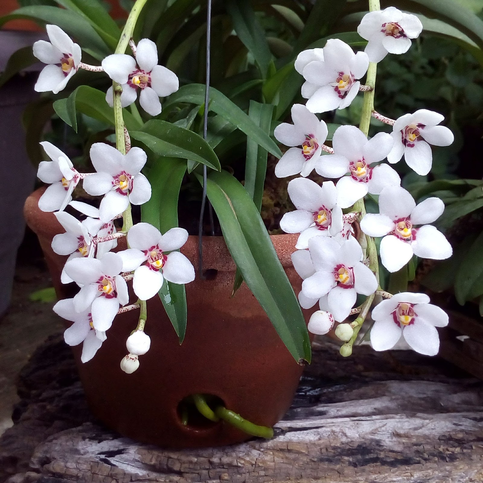 Sarcochilus