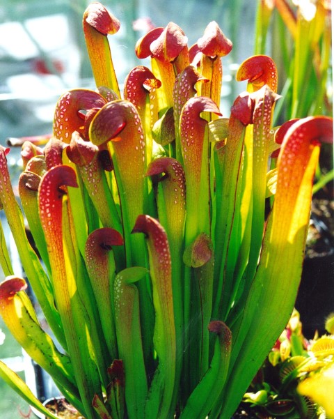 Sarracenia