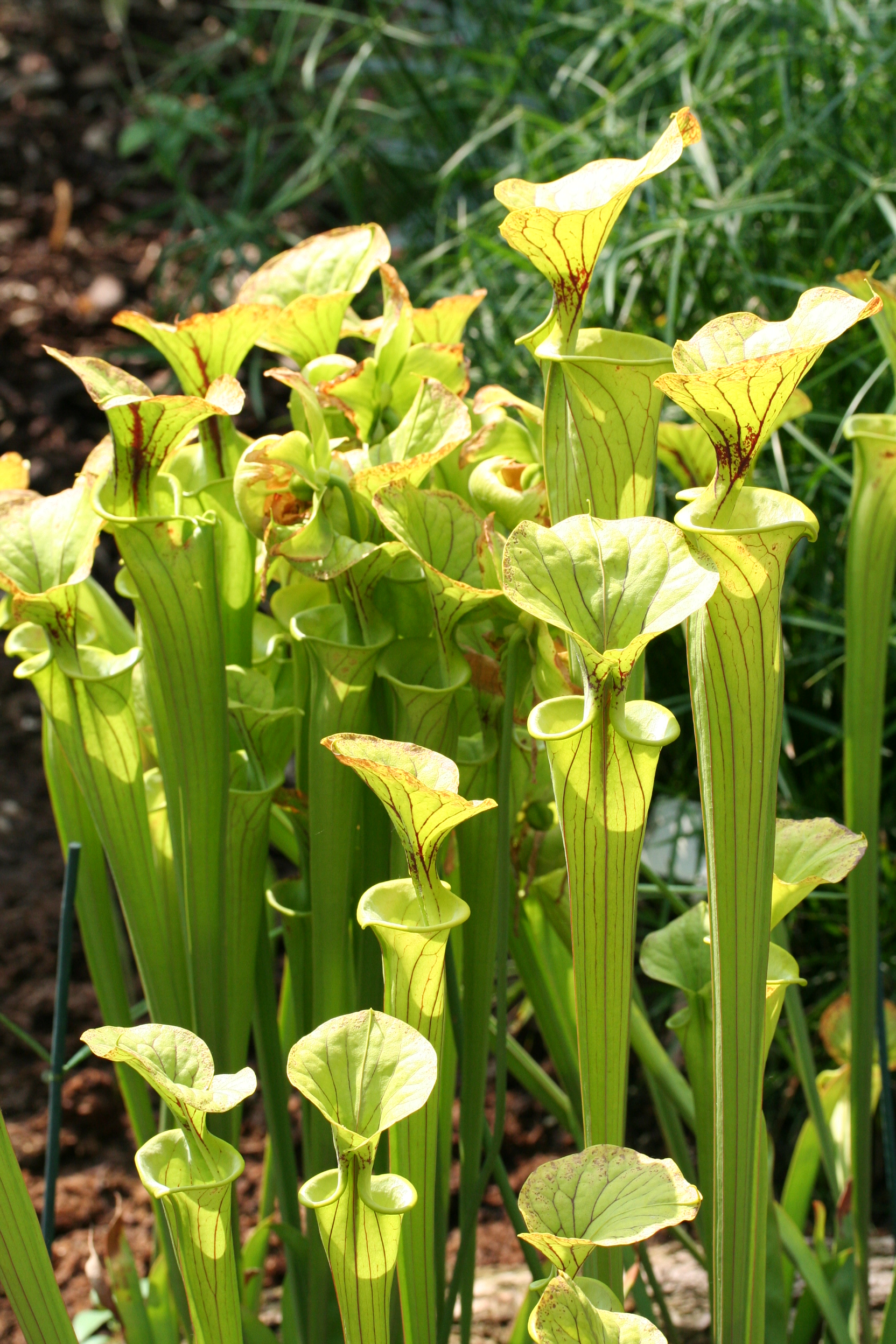 Sarracenia flava