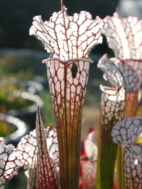 Sarracenia leucophylla-2