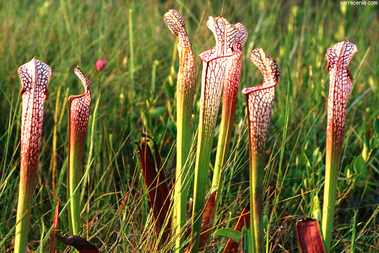 Sarracenia