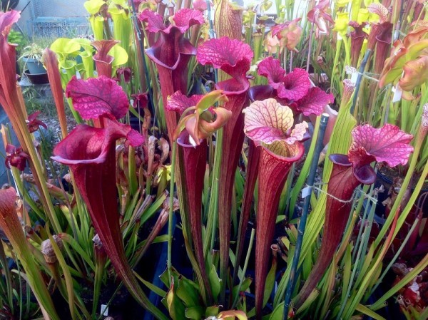 Sarracenia