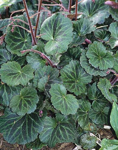 Saxifraga stolonifera