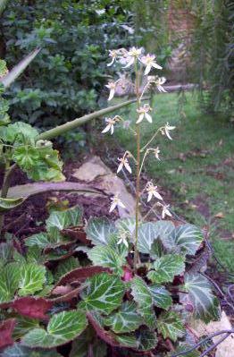 Saxifraga stolonifera