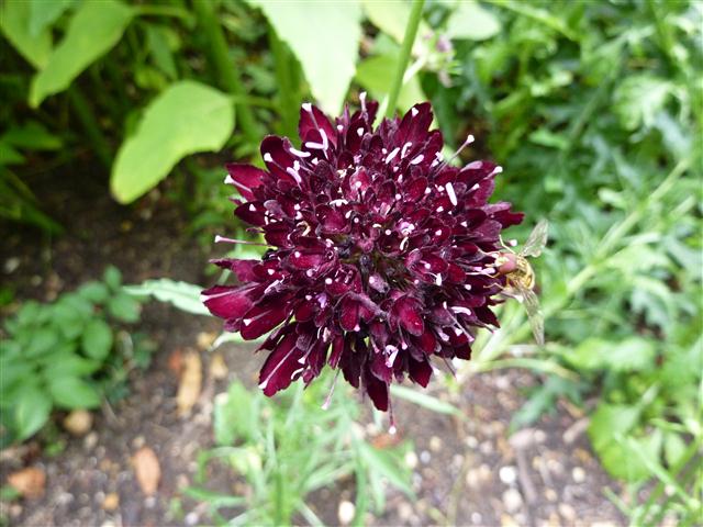 Scabiosa_atropurpurea (2)