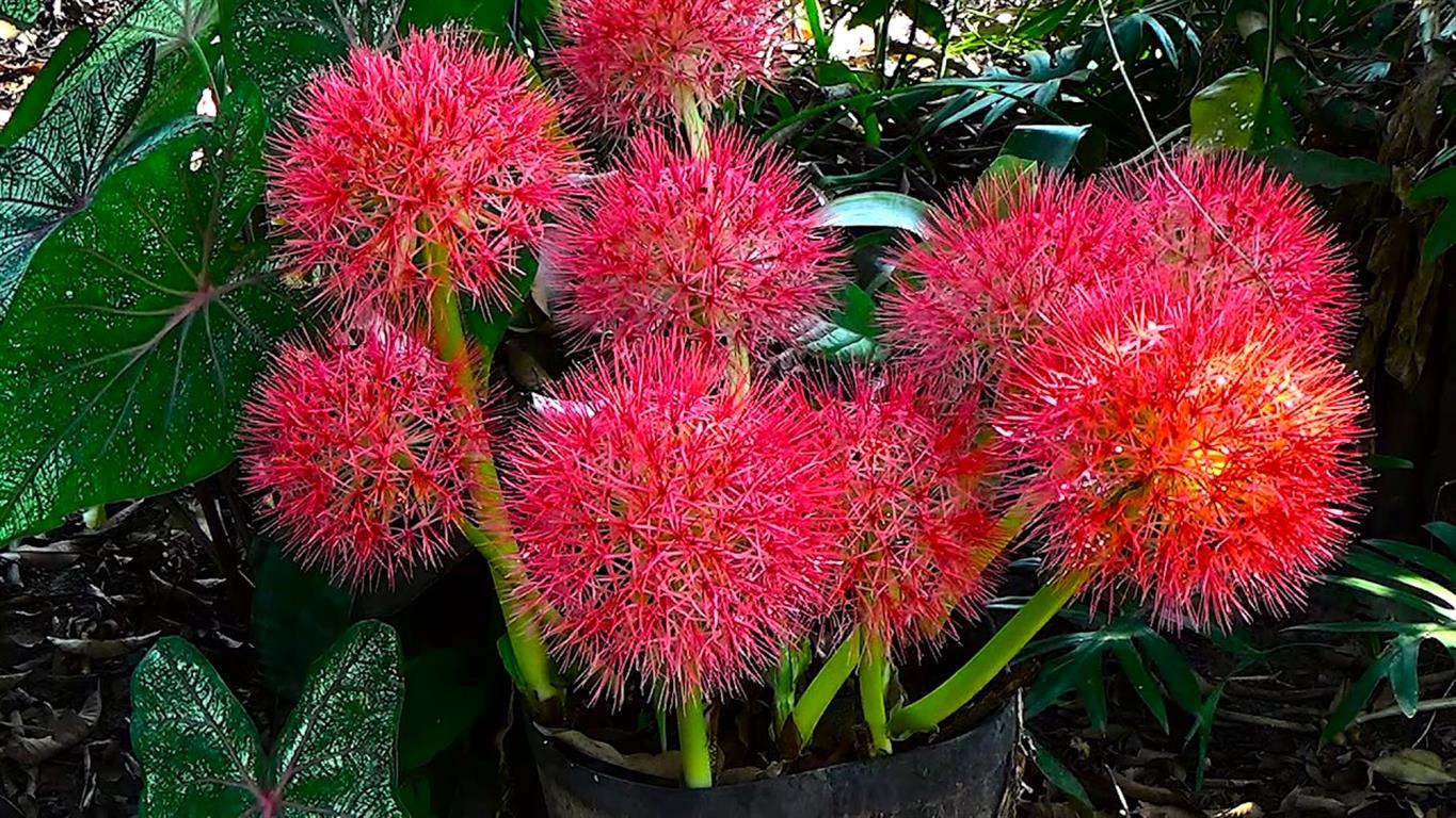 Scadoxus multiflorus 