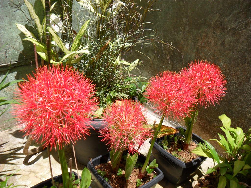 Scadoxus multiflorus