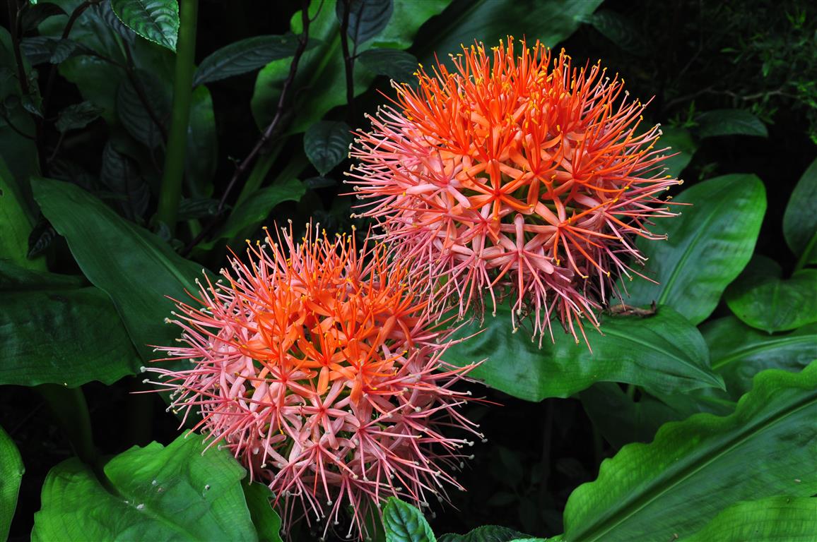 Scadoxus multiflorus