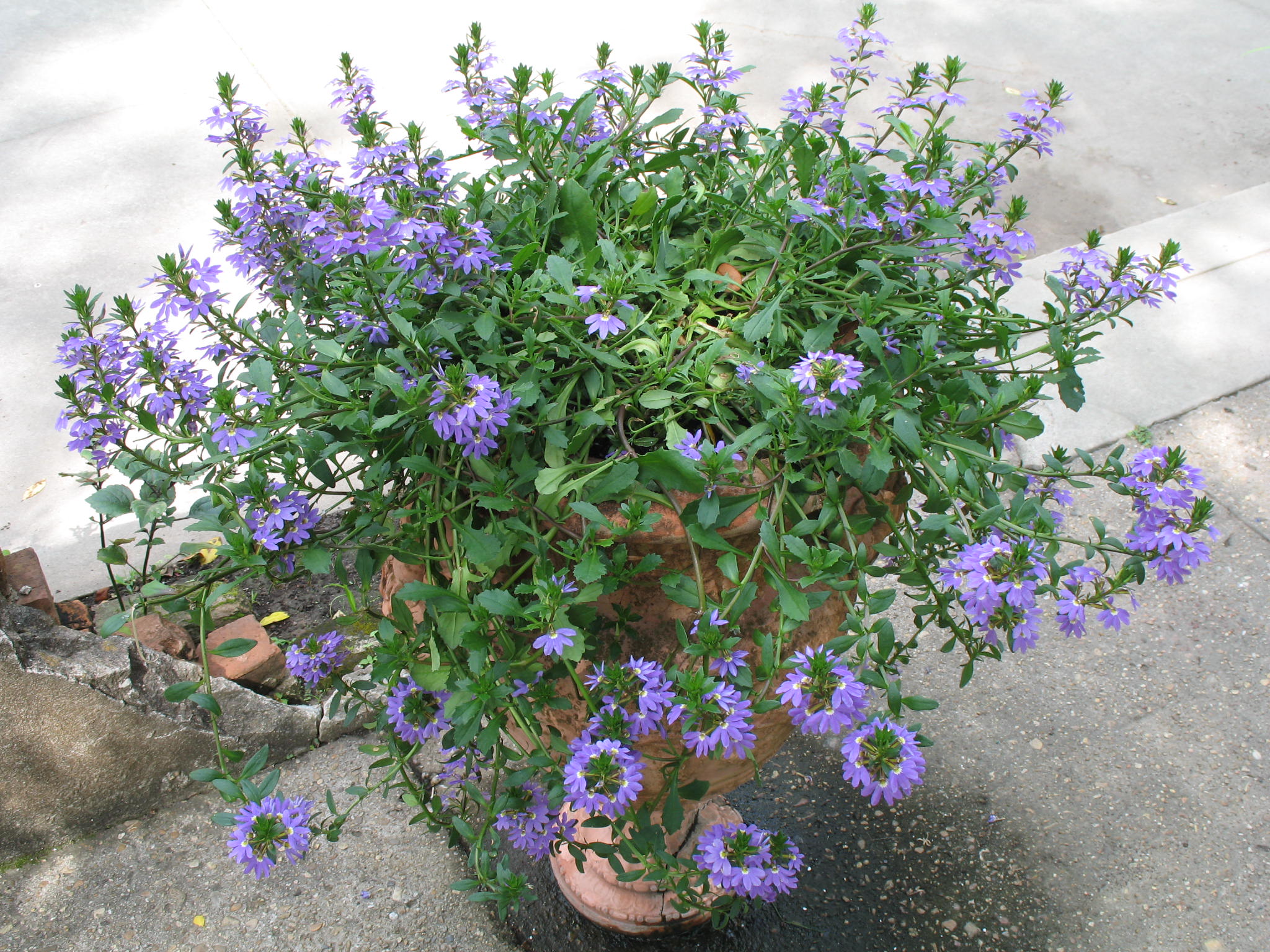 Scaevola aemula