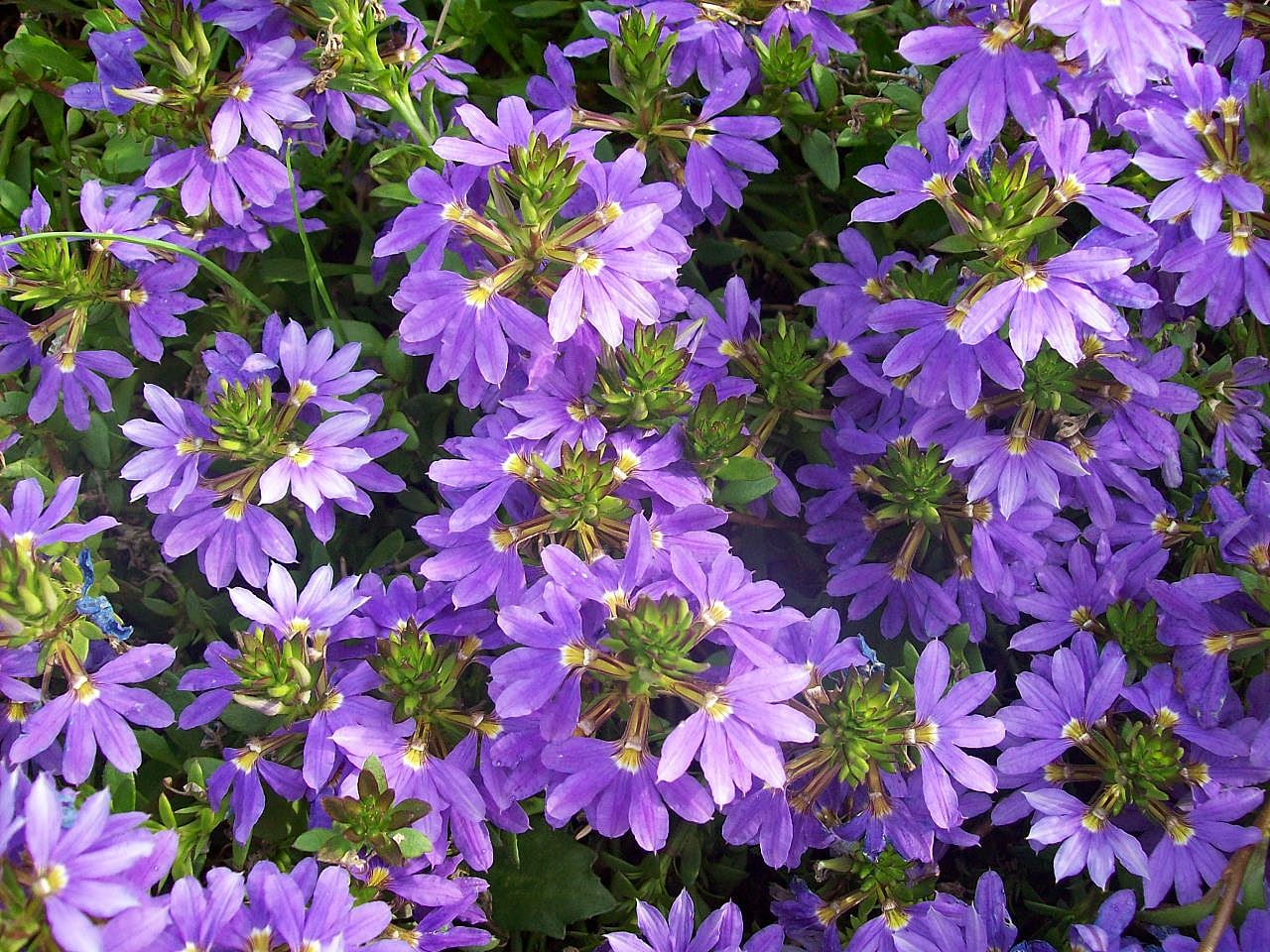 Scaevola_aemula