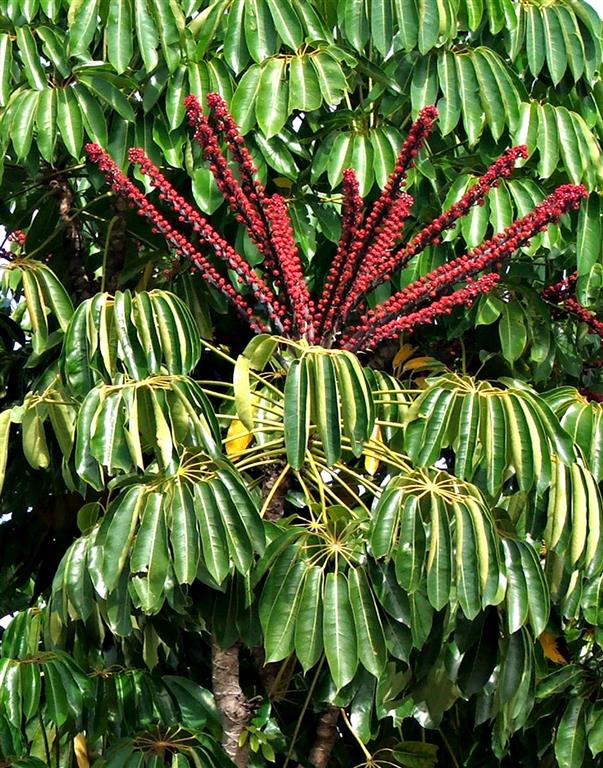 Schefflera Actinophylla-1