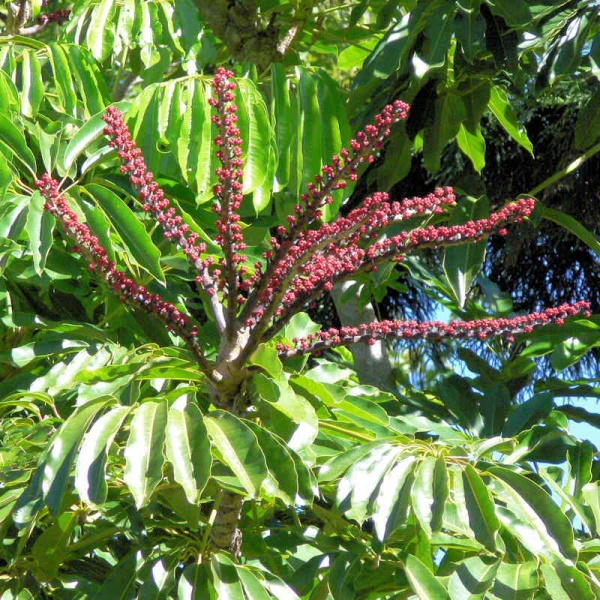 Schefflera actinophylla 228