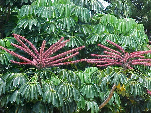 Schefflera-actinophylla-flowers