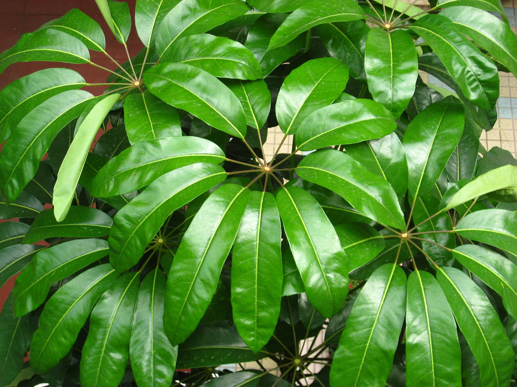 Schefflera actinophylla