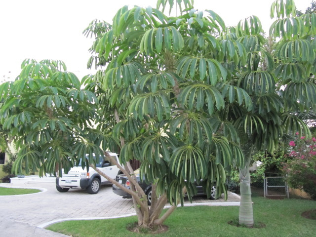 Schefflera actinophylla_OO