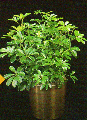 Schefflera-arboricola (Small)