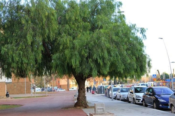 Schinus terebinthifolius