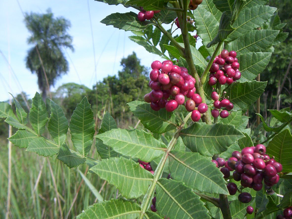 Schinus terebinthifolius2