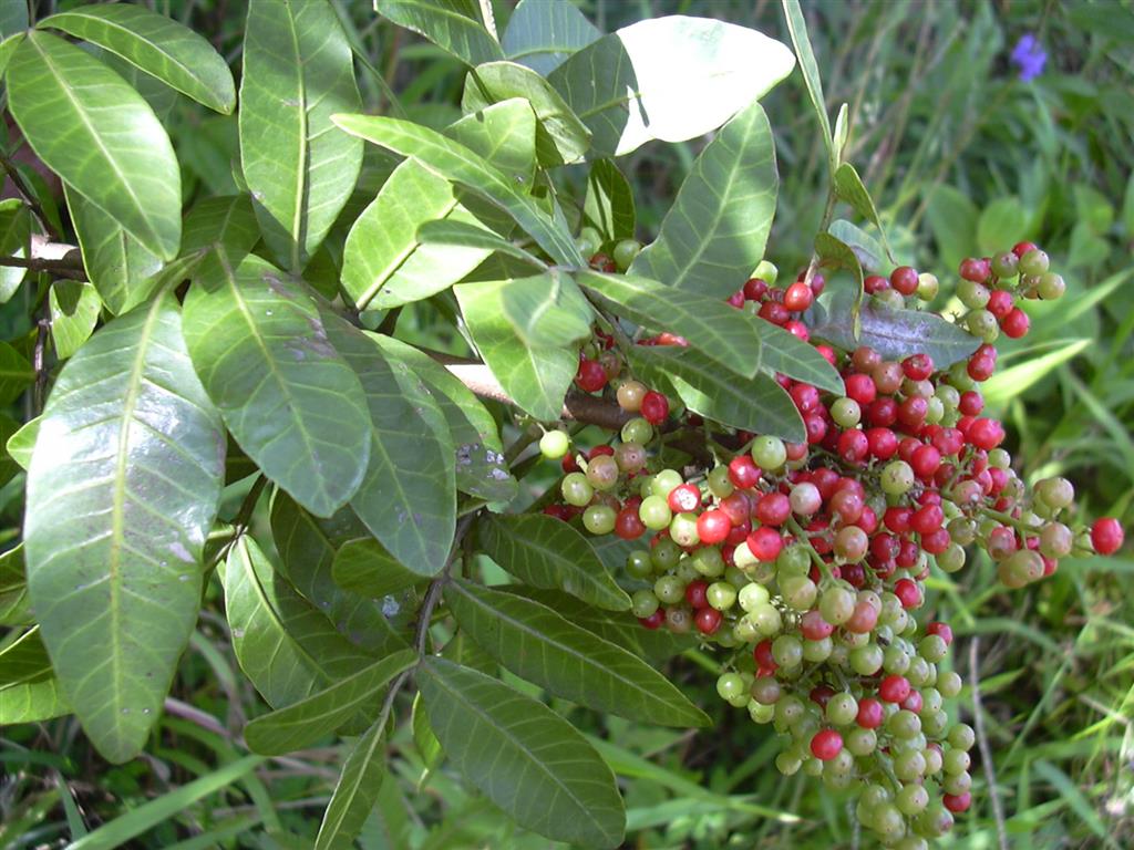 Schinus_terebinthifolius