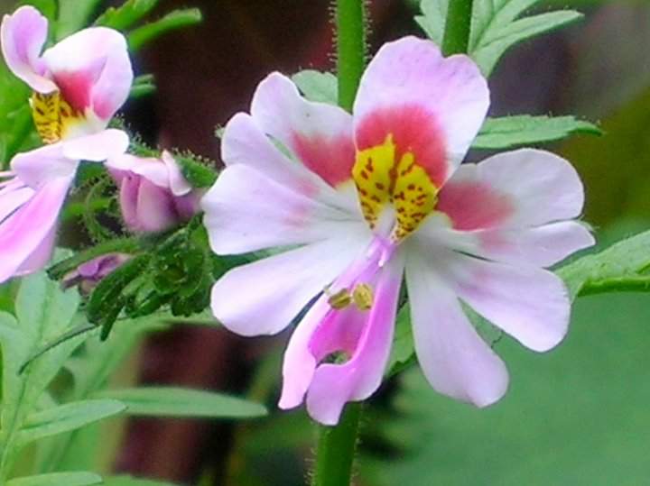 Schizanthus Pinnatus (2)