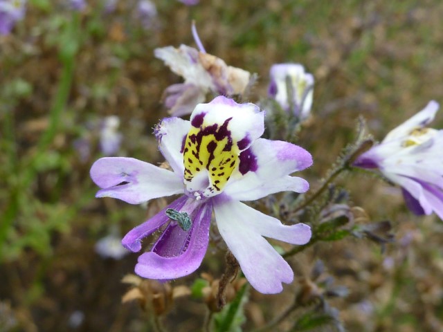 Schizanthus Pinnatus1