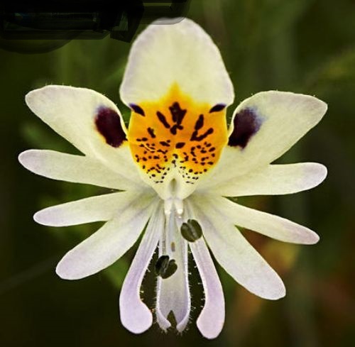 Schizanthus pinnatus