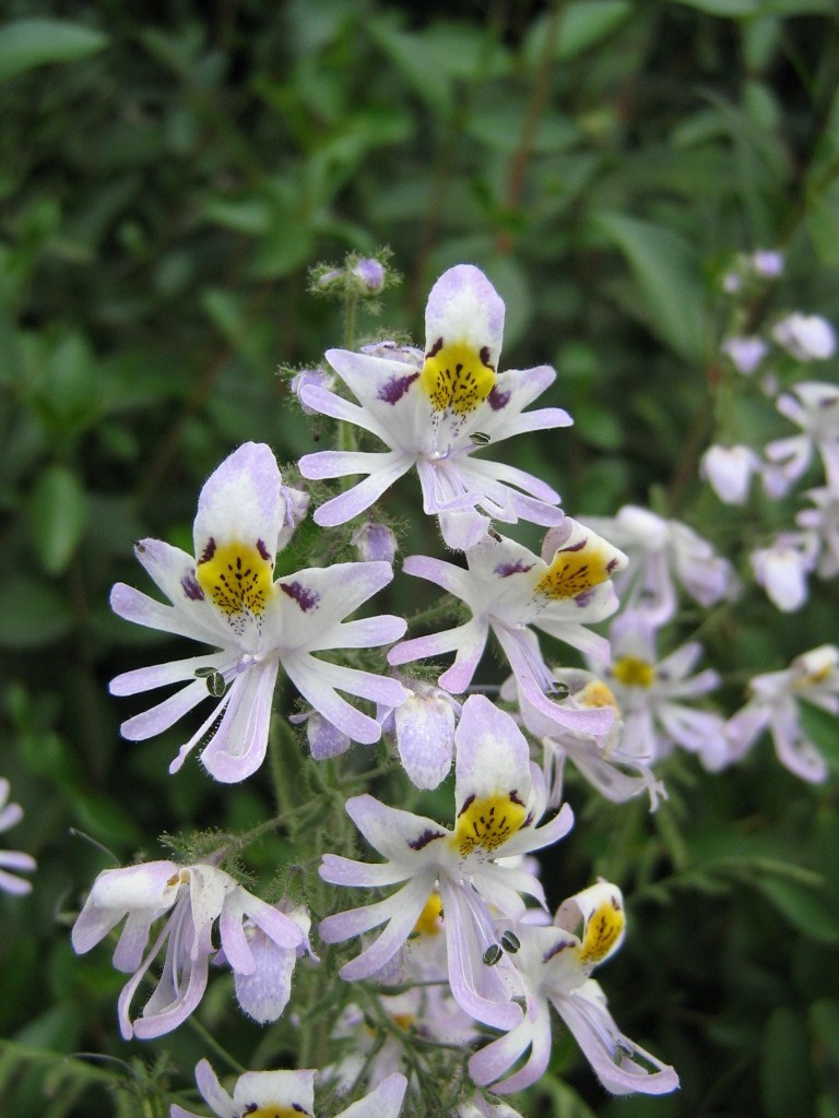 Schizanthus_pinnatus