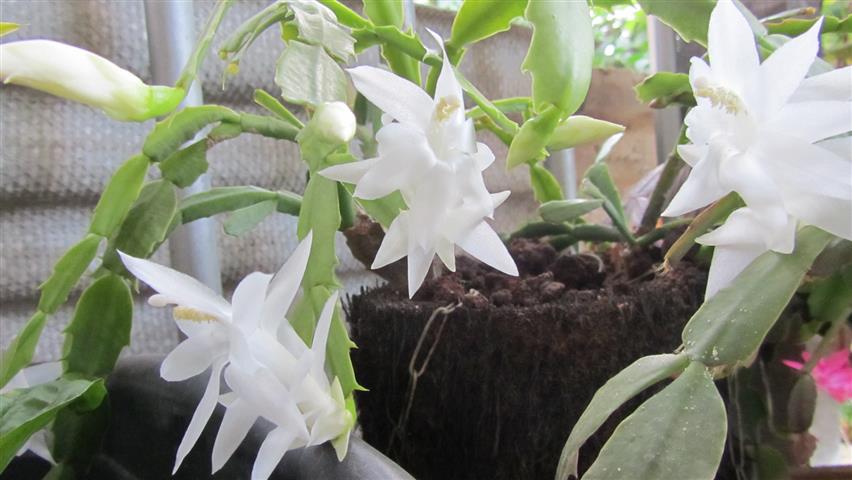 Schlumbergera-truncata-branca-