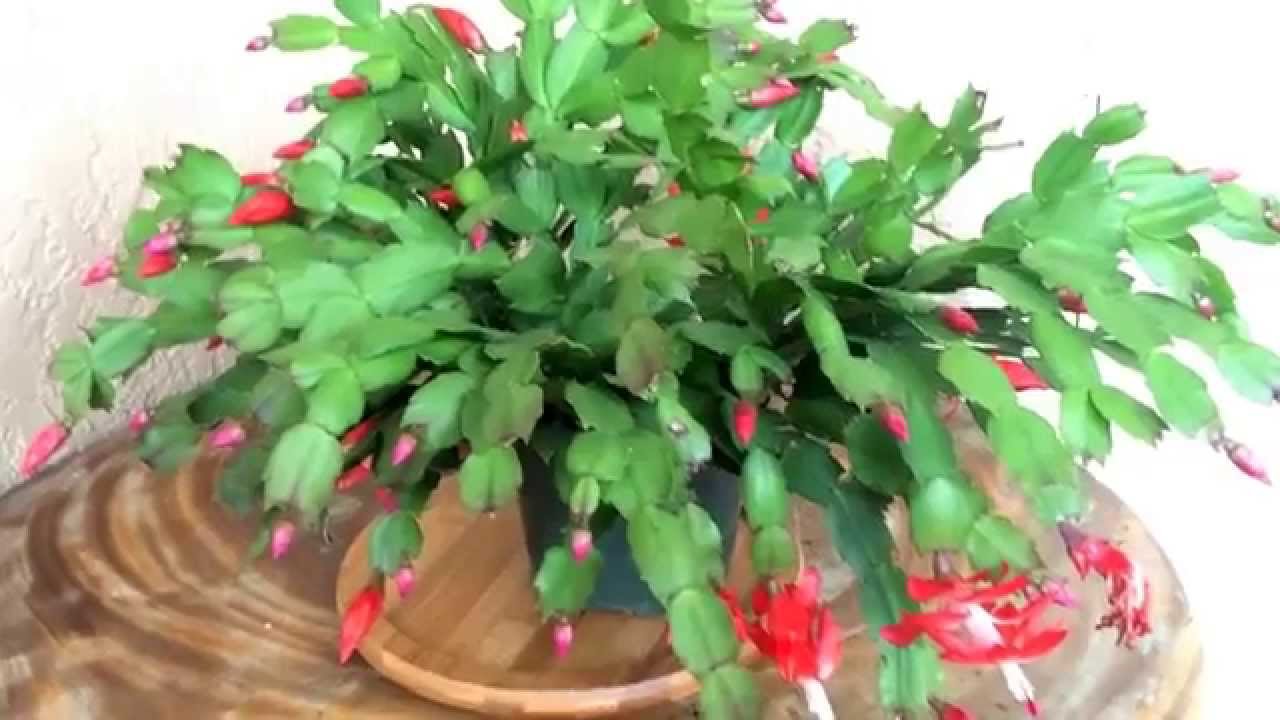 Schlumbergera truncata1