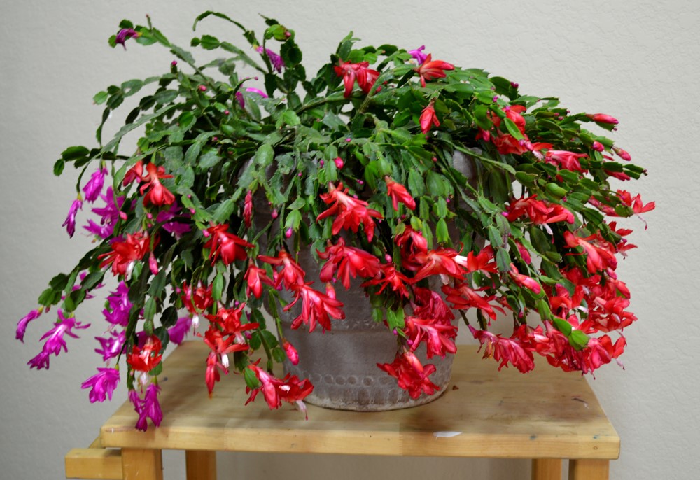 Schlumbergera-truncata11