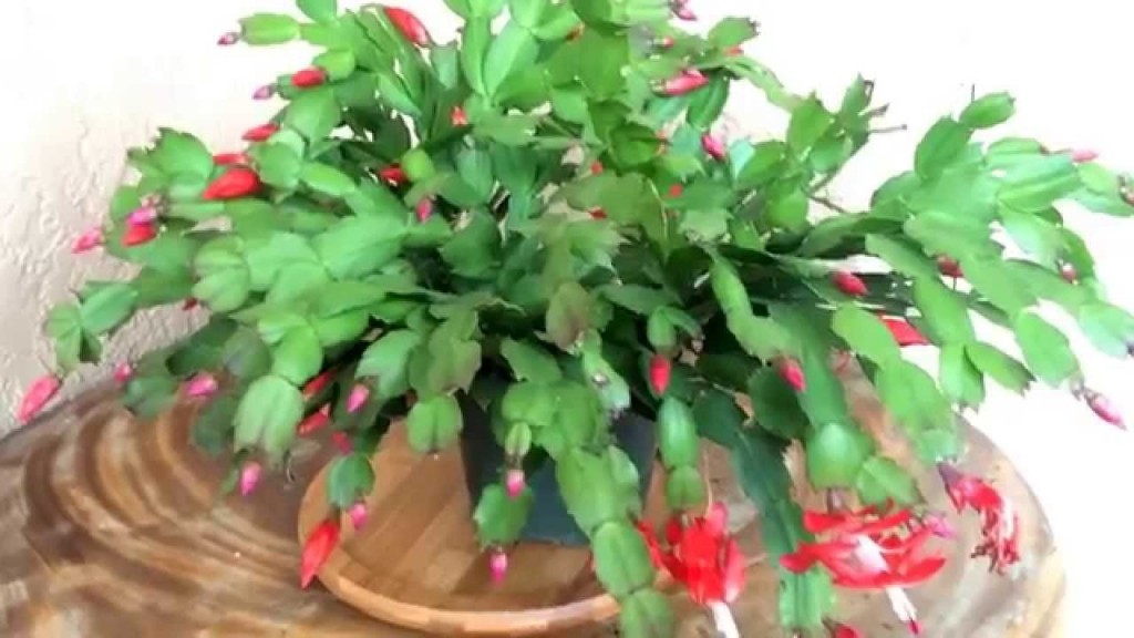 Schlumbergera-truncata1