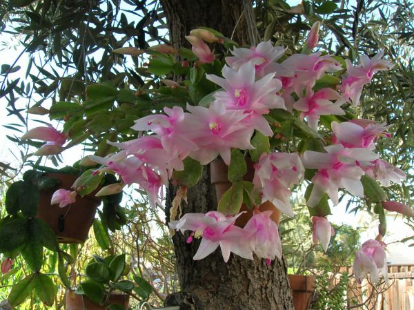 Schlumbergera truncata5