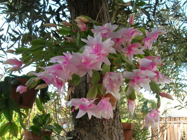 Schlumbergera