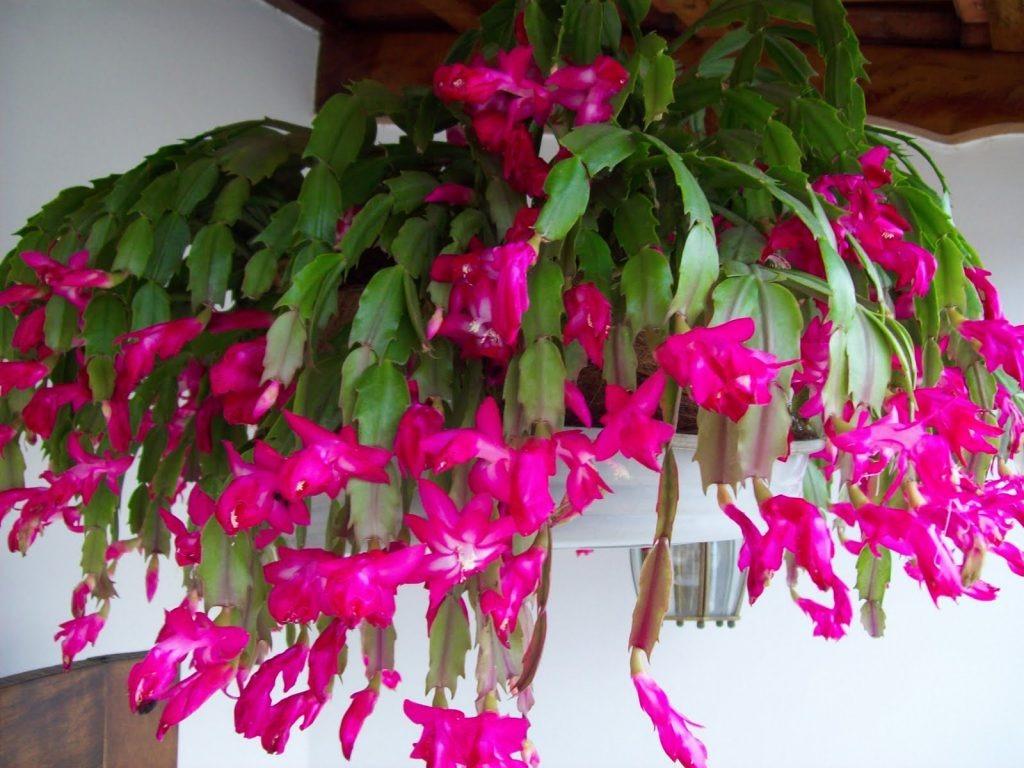 Schlumbergera