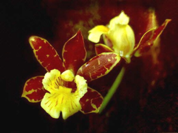 Scuticaria_itirapinensis