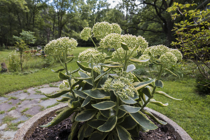 Sedum Alegria do outono (Autumn Joy)