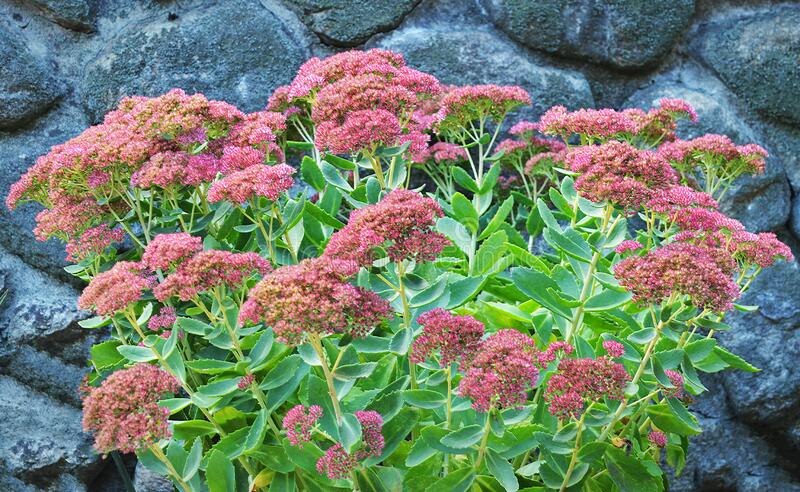 Sedum Fogo do outono (Autumn Fire)