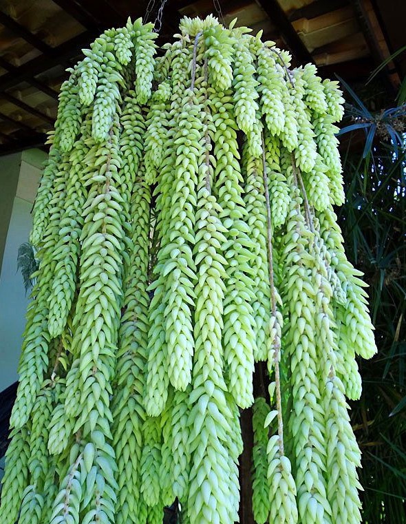 Sedum Morganianum