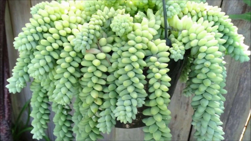 Sedum Morganianum