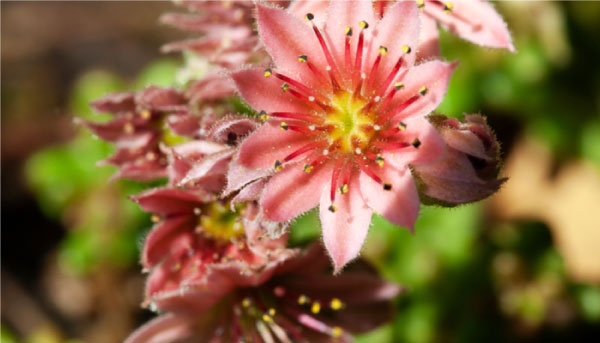 Sedum Rubrotinctum