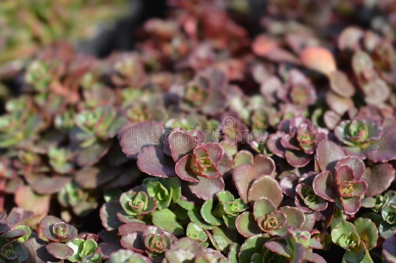 Sedum Sangue de Dragão (Dragon’s Blood)