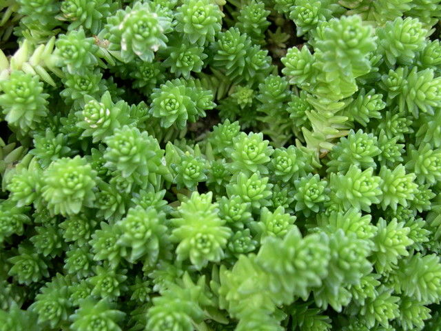 Sedum acre 'Majus'