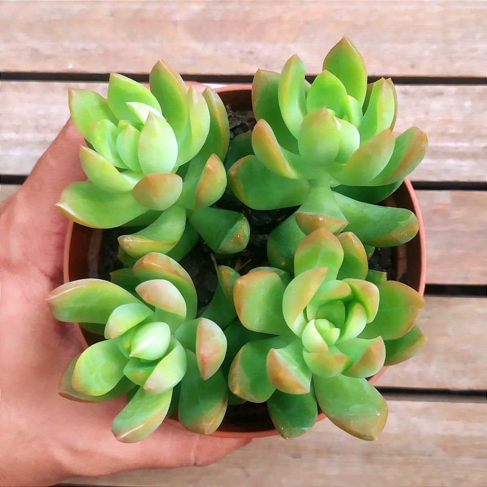 Sedum adolphii2