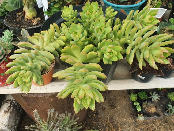 Sedum adolphii6