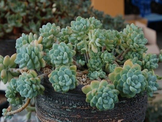 Sedum clavatum 1