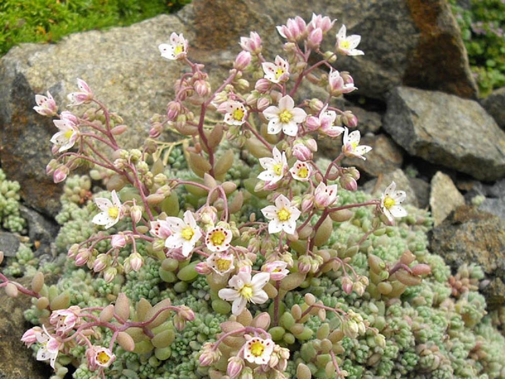 Sedum dasyphyllum