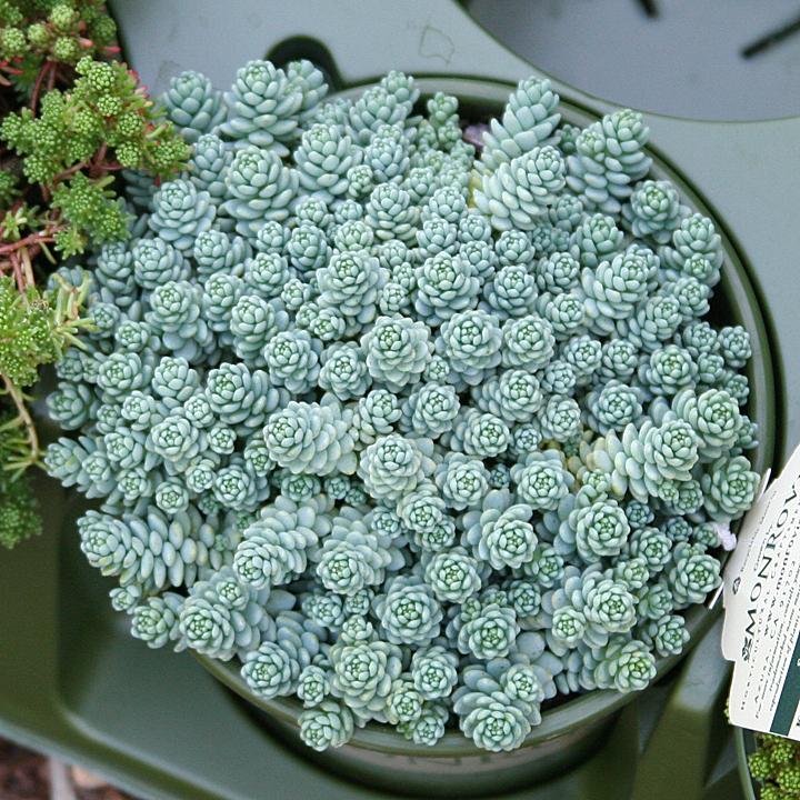 Sedum dasyphyllum 'Minor'