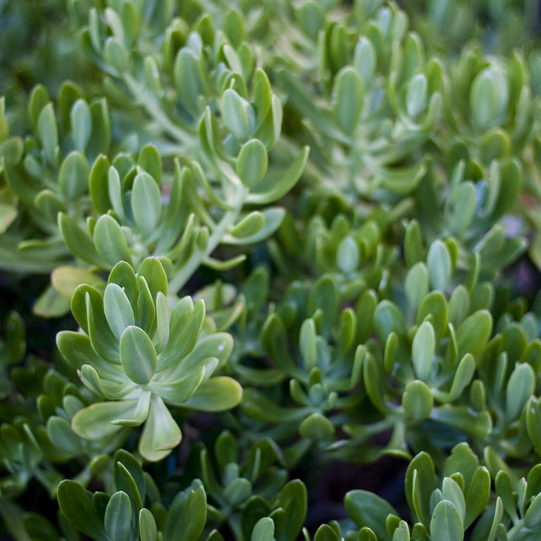 Sedum dendroideum 